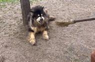 被遗弃的阿拉斯加犬在公园重逢，对善意充满抵触情绪