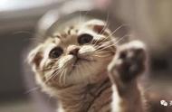 苏格兰折耳猫：甜美与不幸交织的猫精灵