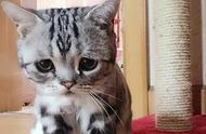 忧郁眼神的虎斑猫，你敢直视吗？