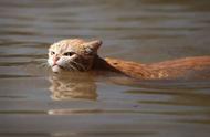 为何有些猫天生就是游泳高手，尽管大部分猫都怕水？