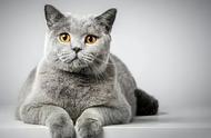「猫白血病」：揭秘11种猫咪患白血病的征兆与预防治疗