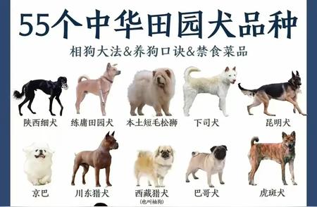 中华田园犬品种大揭秘：55种等你挑选！