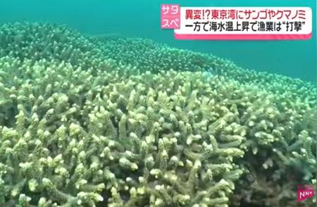 日本东京湾海水变暖引发生态奇观：珊瑚迅速生长，热带鱼类数量上升