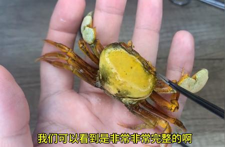 小球补录一集：南海溪蟹的蜕皮时刻